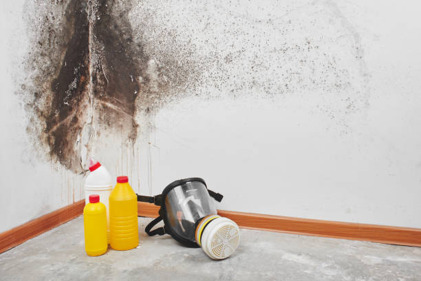 Best Crawl Space Mold Removal  in Croton On Hudson, NY