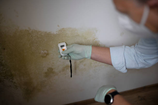 Best Mold Cleaning Services  in Croton On Hudson, NY