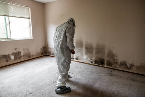 Best Local Mold Removal Service  in Croton On Hudson, NY