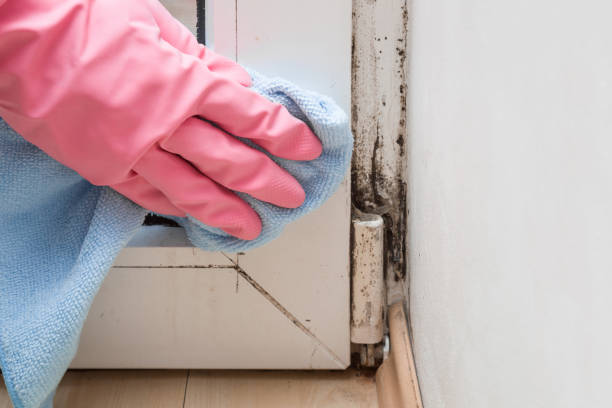 Best Attic Mold Removal  in Croton On Hudson, NY